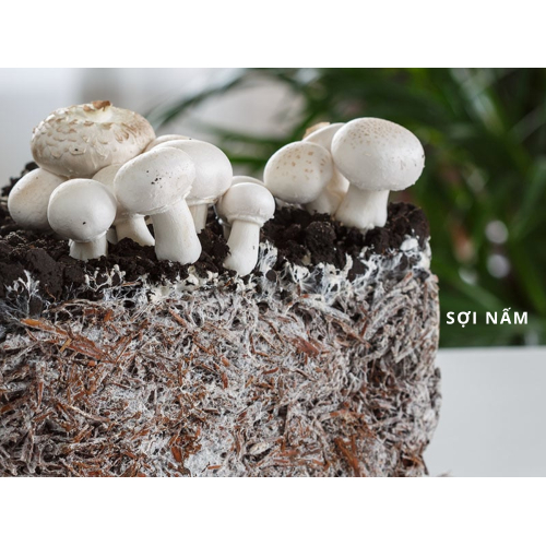 1. Nấm Là Gì ?